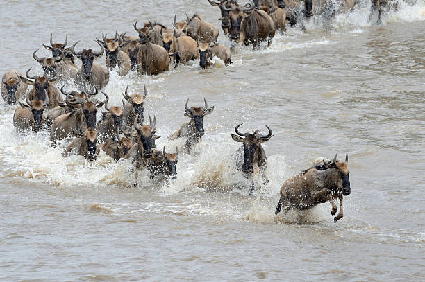 Kenya Africa's big-5 safari