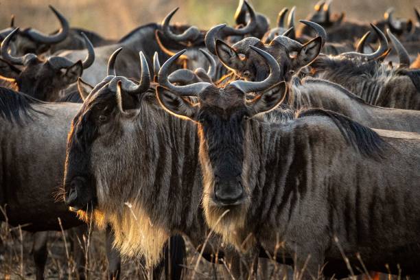 Serengeti Ngorongoro crater safari