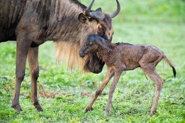 Great wildebeest migration | Travitude Safari Tours