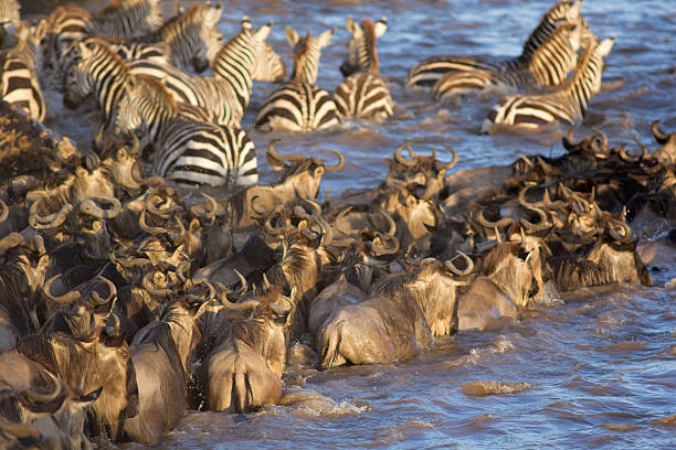 Masai Mara wildebeest migration safari