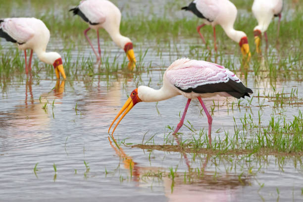 Tanzania Birding safari experience
