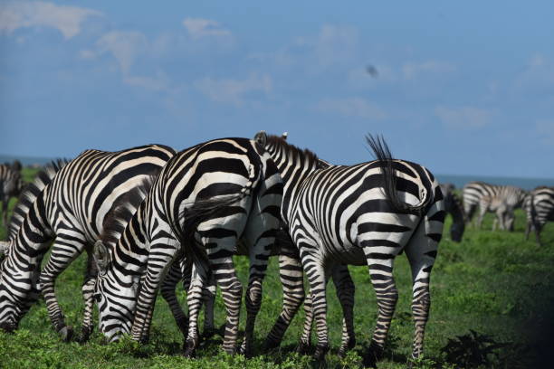 Uganda Gorillas & chimpanzee trekking trip