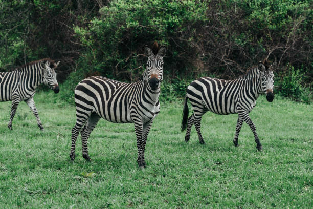 Gorilla trekking Africa safari