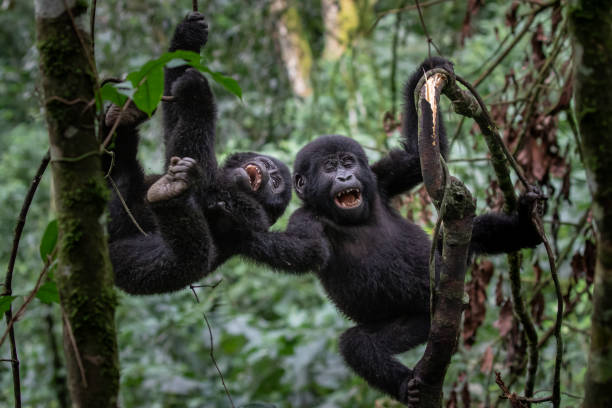 Affordable gorilla trekking safari experience