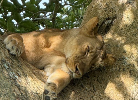 3 weeks Uganda safari experience