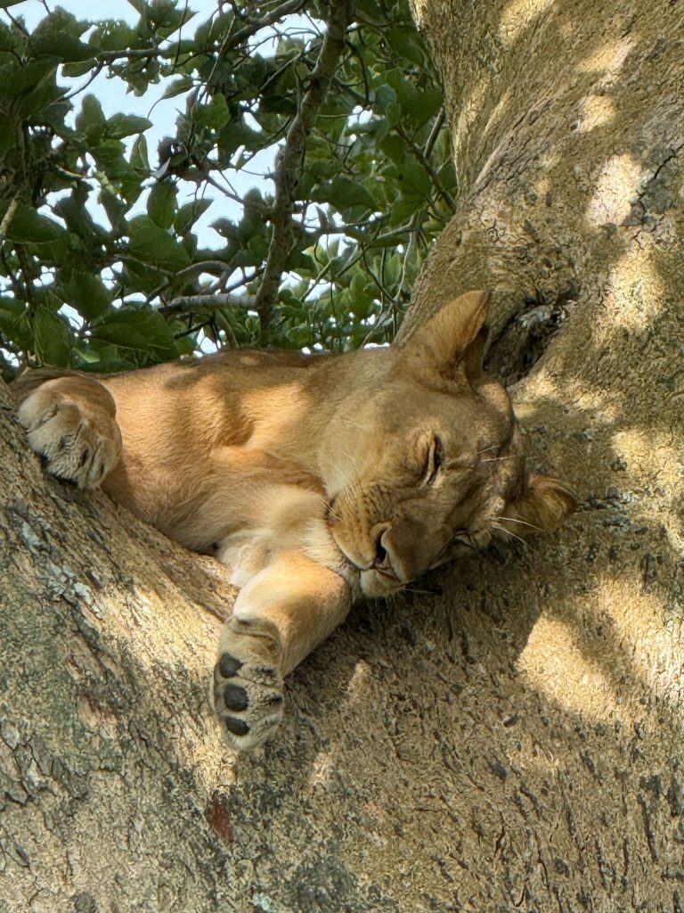 3 weeks Uganda safari experience