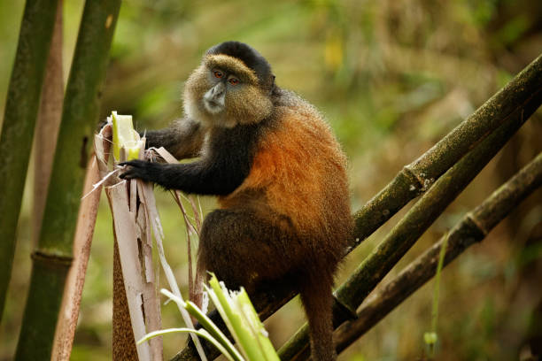 Mgahinga mountain gorillas & golden monkeys national park
