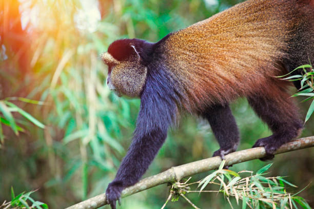 Best Africa safari holidays & vacations