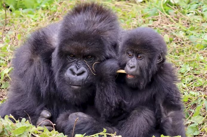 Uganda gorilla trekking & wildlife safaris
