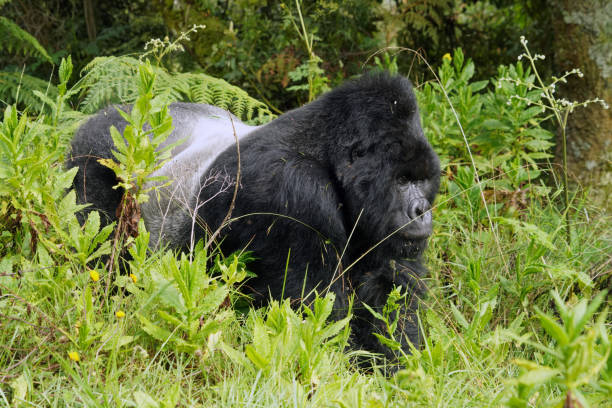 Affordable gorilla trekking safari experience