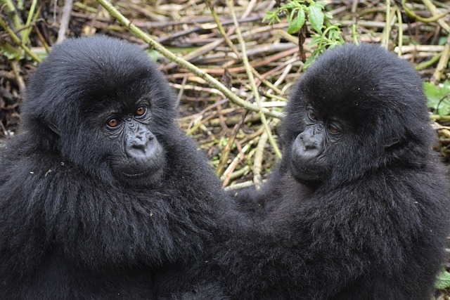Mgahinga mountain gorillas & golden monkeys national park