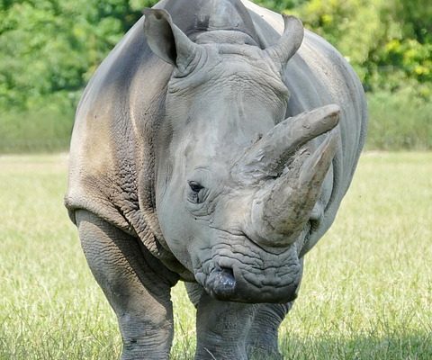 Nature walks & hiking on Africa safari