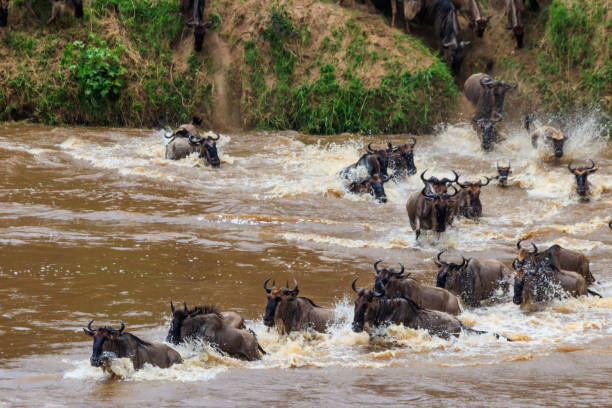 Best Africa safari holidays & vacations