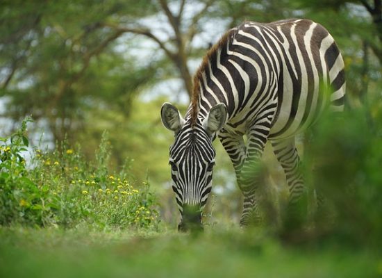 Nature walks & hiking on Africa safari