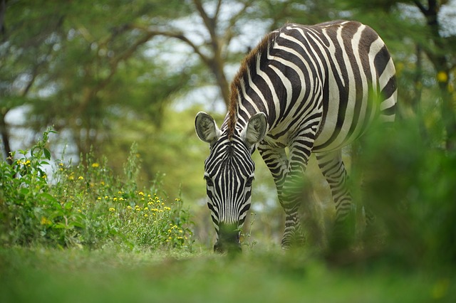 Nature walks & hiking on Africa safari