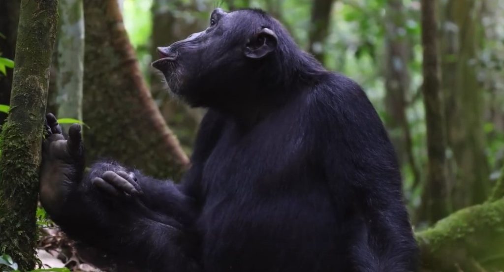 chimpanzee tracking safaris