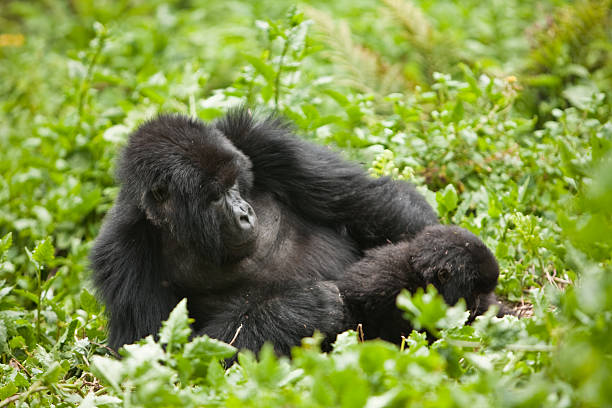 Gorilla trekking from Morocco to Uganda/ Rwanda safari