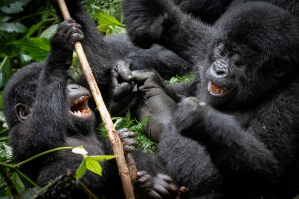 Rwanda & Uganda wildlife safari