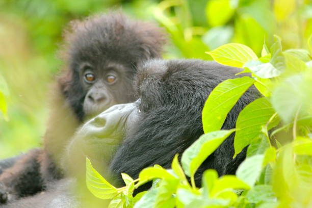 gorilla trekking from Scandinavia