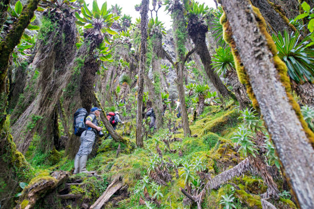 Rwenzori, Uganda - A group of western mountaineer on their ascent of the Rwenzori Mountains. Mt. Rwenzori (5109 m) is the third highest mountain in Africa, the summit is at the border line between Uganda and the DR Congo.