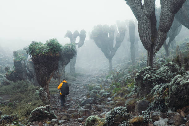 Mountain Kilimanjaro trekking