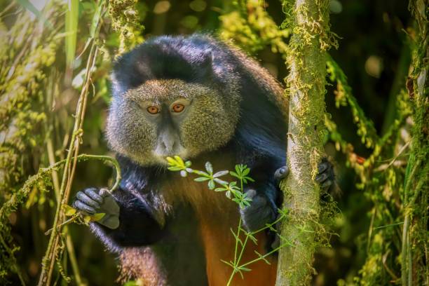 Volcanoes national park- golden monkey trekking