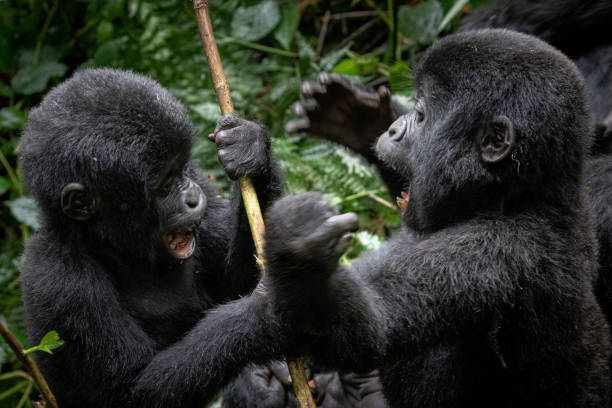 Volcanoes gorillas national park