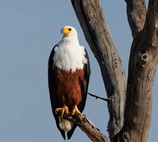 Lake Nakuru national park in KENYA