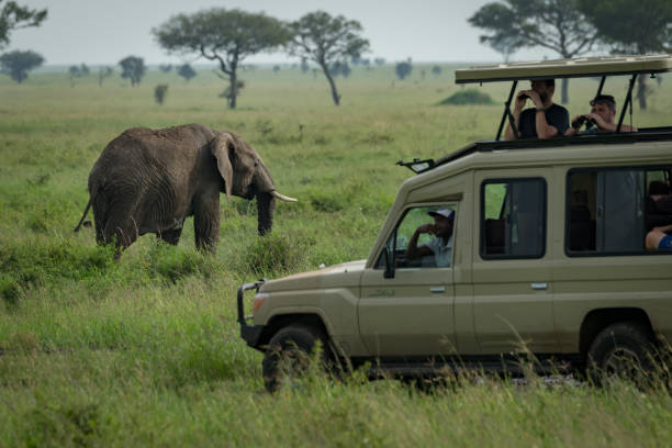 Tourists activities done on safari