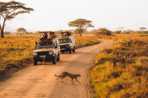 safari game drives