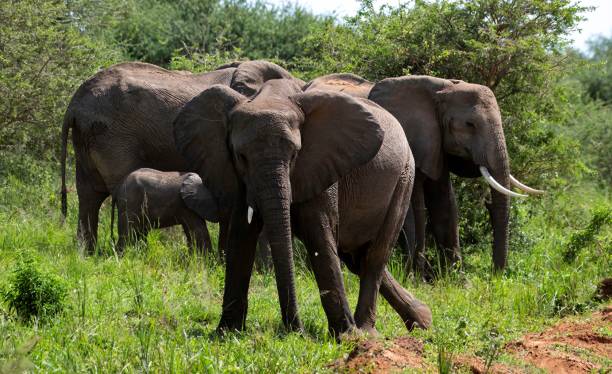 3 days wildlife safari itinerary