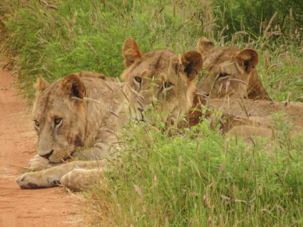 6 days safari itinerary packages