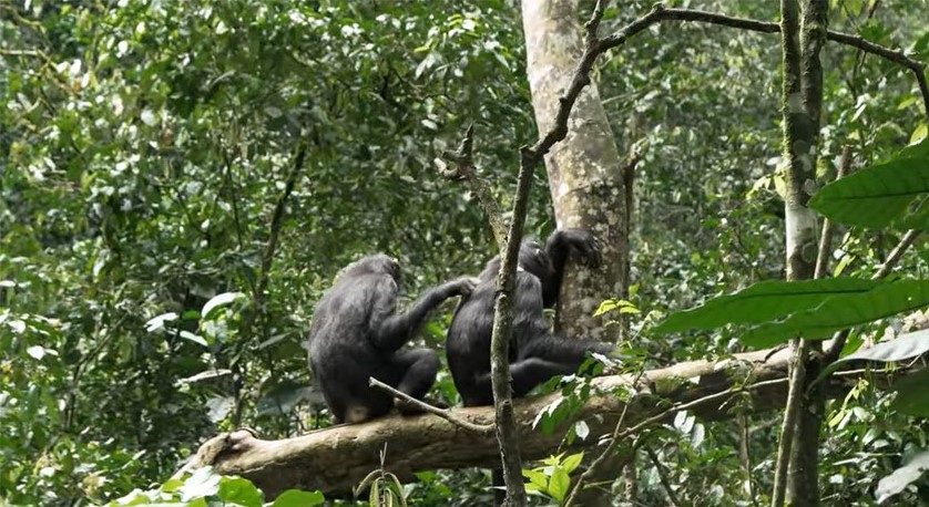 Chimpanzee tracking in Uganda