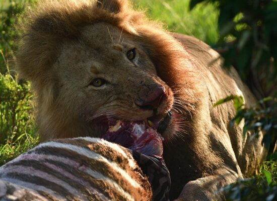 Kenya Tanzania Zanzibar safari itinerary