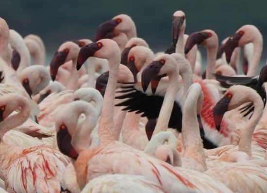 Combined Gorilla trekking, river Nile & Masai Mara safari