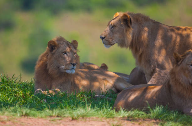 Short Rwanda gorilla trek in Volcanoes national park and Africa's big 5 in Akagera national park