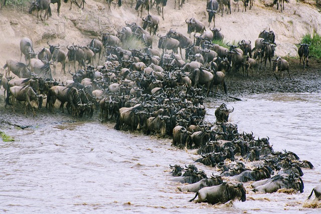 Combined Zanzibar island staycation holidays & vacations with wildebeest migration