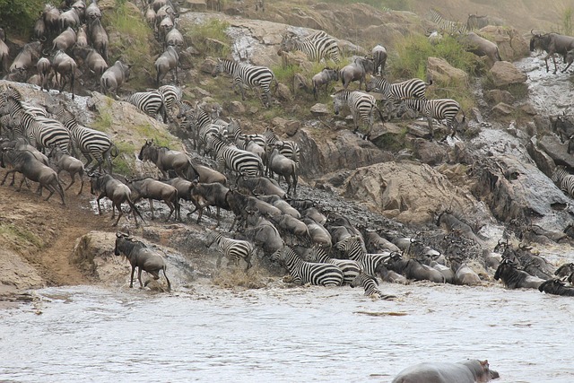 2 days Masai Mara wildebeest migration experience
