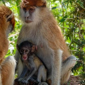 wildlife game drives