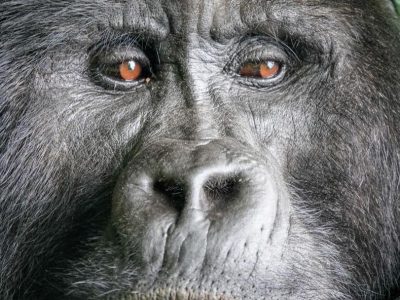 Gorilla trekking safari and game drives at Queen Elizabeth park, Uganda, Africa Queen Elizabeth safari park