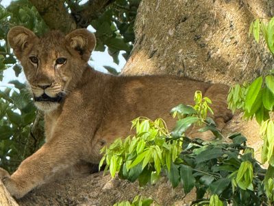 Tree climbing lions at Ishasha sector- Queen Elizabeth, Uganda along Rwenzori trekking safari Mountain Rwenzori & wildlife wilderness tours