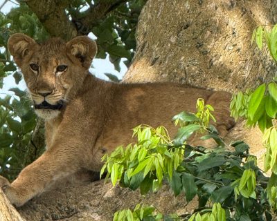Tree climbing lions in Ishasha sector- Queen Elizabeth national park, Uganda