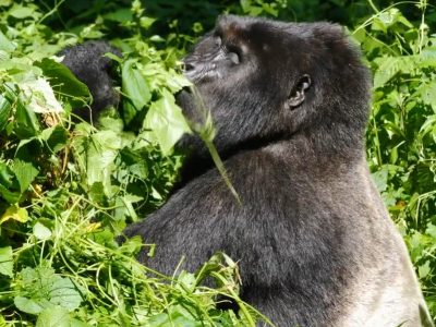 A silverback feeding on vegetation in its tropical natural habitat