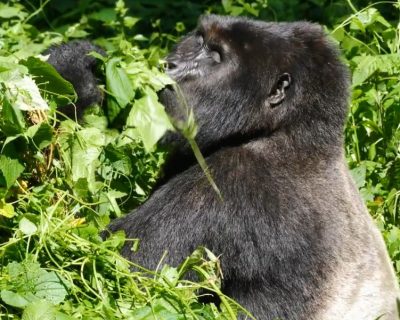 Gorilla trekking along chimpanzee tracking on a primates safari