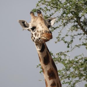 IMG-20250203-WA0078
