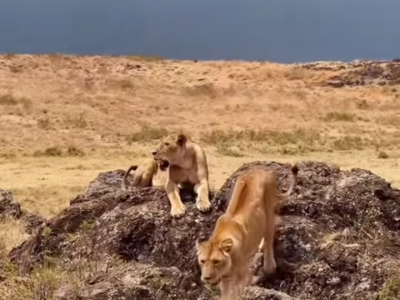 LIONS