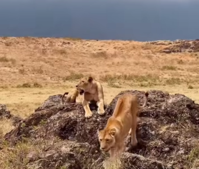 LIONS