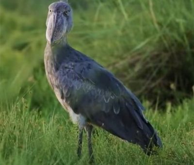 SHOEBILL Shoebills & birding Uganda safari