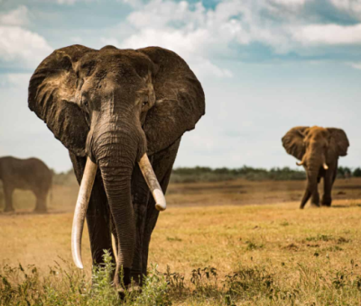 African Elephants