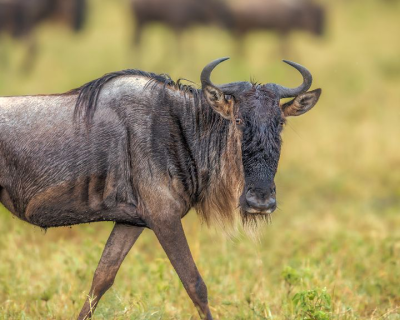 wildebeest Mara safari wildebeest Mara safari